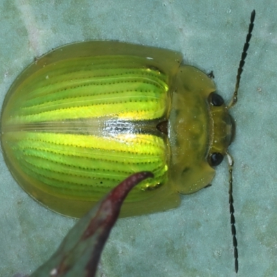 Paropsisterna hectica (A leaf beetle) at Kosciuszko National Park - 21 Feb 2022 by jb2602