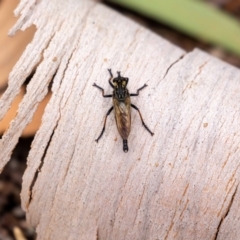 Zosteria rosevillensis (A robber fly) at Acton, ACT - 17 Feb 2022 by MarkT