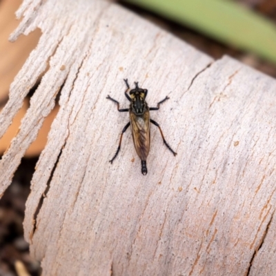 Zosteria rosevillensis (A robber fly) at Acton, ACT - 16 Feb 2022 by MarkT