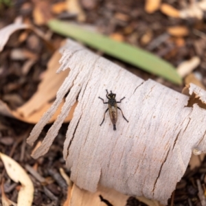 Zosteria rosevillensis at Acton, ACT - 17 Feb 2022 09:52 AM