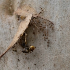 Cryptachaea veruculata (Diamondback comb-footed spider) at ANBG - 17 Feb 2022 by MarkT