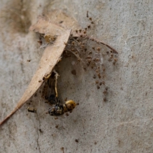 Cryptachaea veruculata at Acton, ACT - 17 Feb 2022