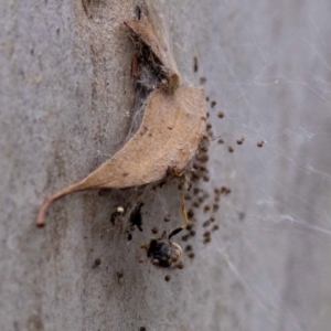 Cryptachaea veruculata at Acton, ACT - 17 Feb 2022