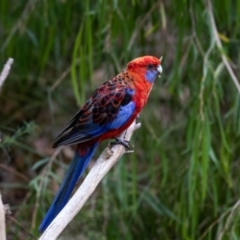 Platycercus elegans (Crimson Rosella) at ANBG - 16 Feb 2022 by MarkT