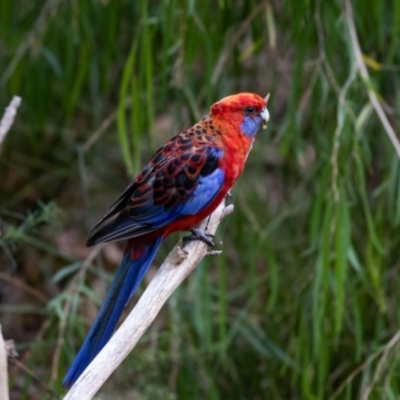 Platycercus elegans (Crimson Rosella) at Acton, ACT - 16 Feb 2022 by MarkT