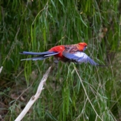 Platycercus elegans at Acton, ACT - 17 Feb 2022