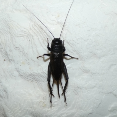 Teleogryllus commodus (Black Field Cricket) at McKellar, ACT - 24 Feb 2022 by Amata