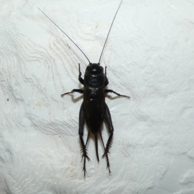 Teleogryllus commodus (Black Field Cricket) at McKellar, ACT - 24 Feb 2022 by Birdy