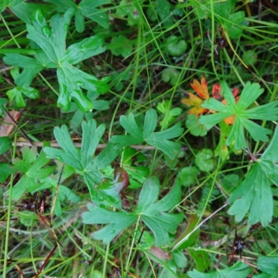 Geranium neglectum (Red-stemmed Cranesbill) at Paddys River, ACT - 23 Feb 2022 by Miranda