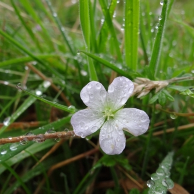 Geranium neglectum (Red-stemmed Cranesbill) at Paddys River, ACT - 23 Feb 2022 by Miranda