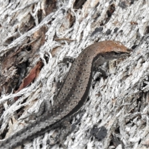 Lampropholis guichenoti at Paddys River, ACT - 24 Feb 2022 04:34 PM