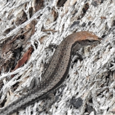Lampropholis guichenoti (Common Garden Skink) at Tidbinbilla Nature Reserve - 24 Feb 2022 by JohnBundock