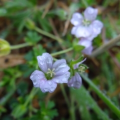 Geranium sp. (Geranium) at Paddys River, ACT - 23 Feb 2022 by Miranda