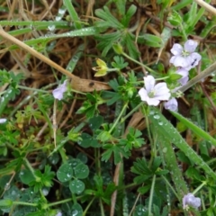 Geranium sp. at Paddys River, ACT - 23 Feb 2022 10:22 AM