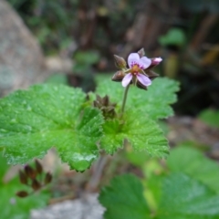 Pelargonium australe (Austral Stork's-bill) at Paddys River, ACT - 23 Feb 2022 by Miranda