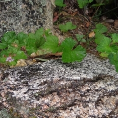 Pelargonium australe at Paddys River, ACT - 23 Feb 2022 09:22 AM