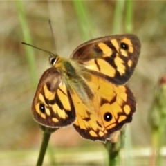 Heteronympha penelope (Shouldered Brown) at Paddys River, ACT - 24 Feb 2022 by JohnBundock