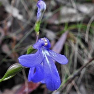 Lobelia dentata at Paddys River, ACT - 24 Feb 2022 01:44 PM