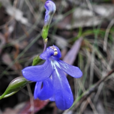 Lobelia dentata (Toothed Lobelia) at Paddys River, ACT - 24 Feb 2022 by JohnBundock