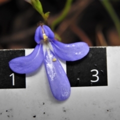 Lobelia dentata at Paddys River, ACT - 24 Feb 2022 01:44 PM