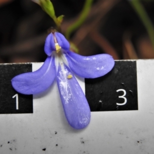 Lobelia dentata at Paddys River, ACT - 24 Feb 2022 01:44 PM