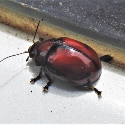 Paropsisterna sp. (genus) (A leaf beetle) at Paddys River, ACT - 24 Feb 2022 by JohnBundock