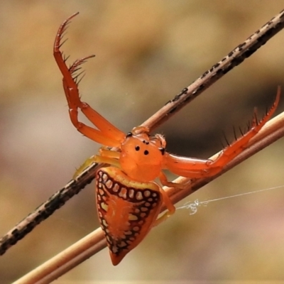 Arkys walckenaeri (Triangle spider) at Tidbinbilla Nature Reserve - 24 Feb 2022 by JohnBundock