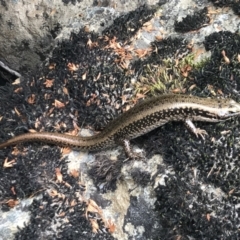 Eulamprus tympanum (Southern Water Skink) at Jagungal Wilderness, NSW - 15 Feb 2022 by Pirom