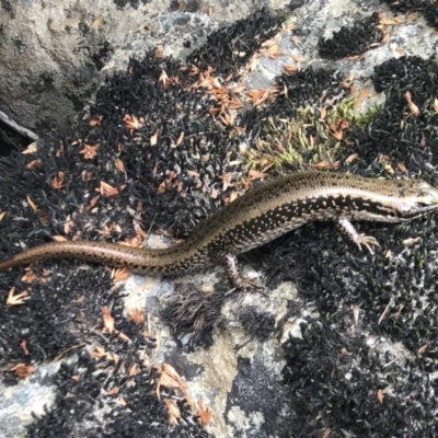 Eulamprus tympanum (Southern Water Skink) at Kosciuszko National Park - 15 Feb 2022 by Pirom