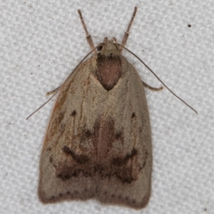 Heliocausta undescribed species at Melba, ACT - 30 Dec 2021