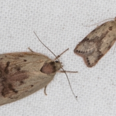 Heliocausta undescribed species at Melba, ACT - 30 Dec 2021