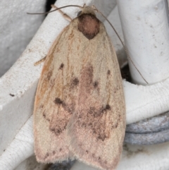 Heliocausta undescribed species at Melba, ACT - 30 Dec 2021