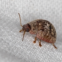 Trachymela sp. (genus) at Melba, ACT - 30 Dec 2021