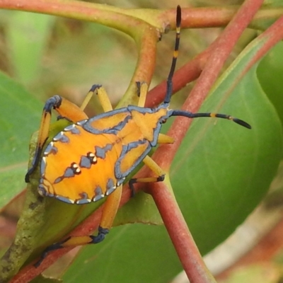 Amorbus sp. (genus) (Eucalyptus Tip bug) at Stromlo, ACT - 24 Feb 2022 by HelenCross