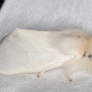 Trichiocercus sparshalli at Melba, ACT - 30 Dec 2021