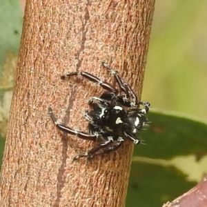 Sandalodes scopifer at Stromlo, ACT - suppressed