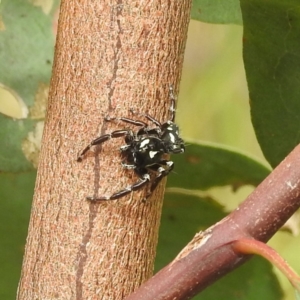 Sandalodes scopifer at Stromlo, ACT - suppressed