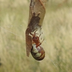 Phonognatha graeffei (Leaf Curling Spider) at Stromlo, ACT - 24 Feb 2022 by HelenCross