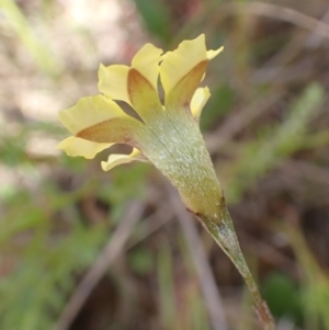 Goodenia hederacea subsp. hederacea at Bevendale, NSW - 19 Feb 2022 02:32 PM