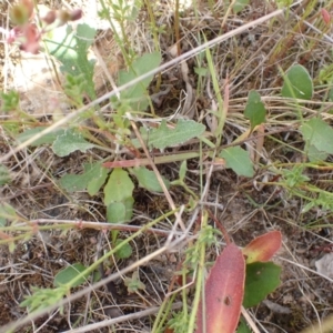 Goodenia hederacea subsp. hederacea at Bevendale, NSW - 19 Feb 2022 02:32 PM