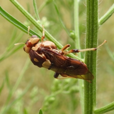 Pergagrapta polita (Sawfly) at Stromlo, ACT - 24 Feb 2022 by HelenCross