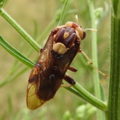 Pergagrapta polita at Stromlo, ACT - 24 Feb 2022