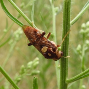 Pergagrapta polita at Stromlo, ACT - suppressed