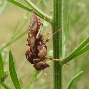 Pergagrapta polita at Stromlo, ACT - 24 Feb 2022