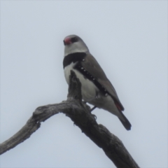 Stagonopleura guttata (Diamond Firetail) at Stromlo, ACT - 24 Feb 2022 by HelenCross