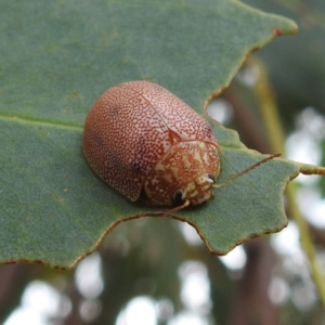 Paropsis atomaria at Stromlo, ACT - 24 Feb 2022