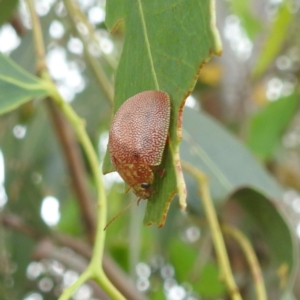 Paropsis atomaria at Stromlo, ACT - 24 Feb 2022