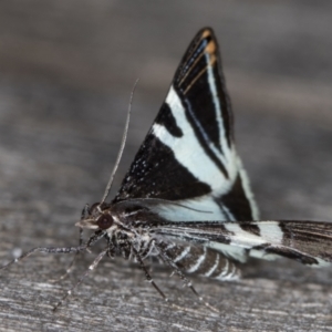 Phrataria bijugata at Melba, ACT - 30 Dec 2021 10:51 PM