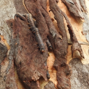 Perginae sp. (subfamily) at Stromlo, ACT - 24 Feb 2022