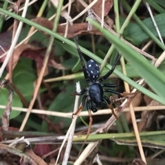 Zodariidae (family) (Unidentified Ant spider or Spotted ground spider) at Kosciuszko National Park - 15 Feb 2022 by Pirom